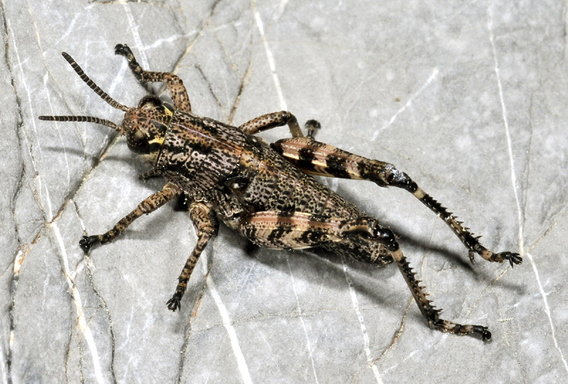 Acrididae:  cfr.  Podisma sp.